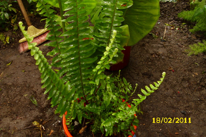 nephrolepis exaltata