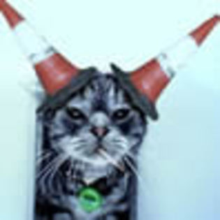 Cone-Cat - avatare