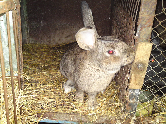 IEPUROI PUI BELGIAN