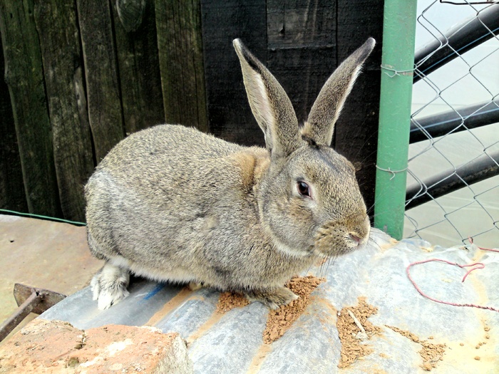 BELGIAN - Iepuroi BELGIAN