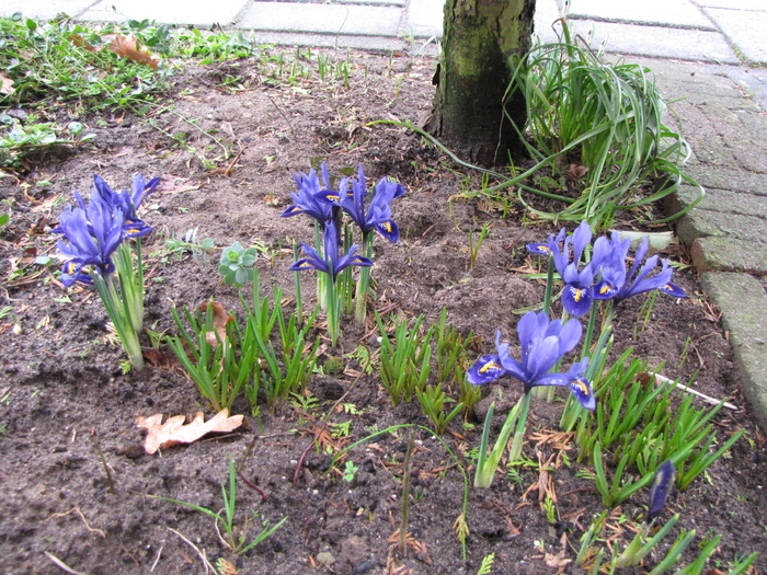 Iris Reticulata 11 feb 2011 (1)