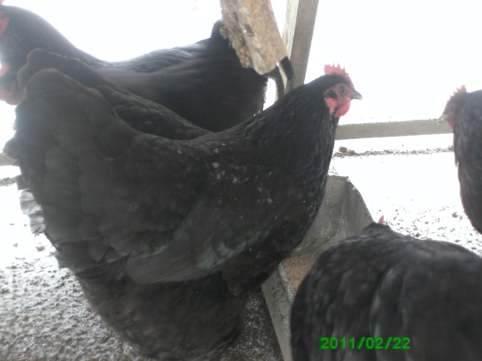 Australorp 009