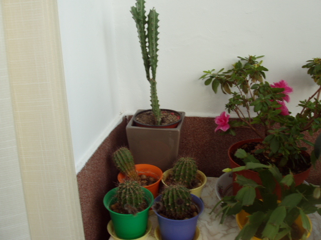 cactusi lasati sa rabde de sete