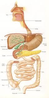 Fuctiioarea sistemului digestiv