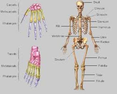 Aparatul locomotor