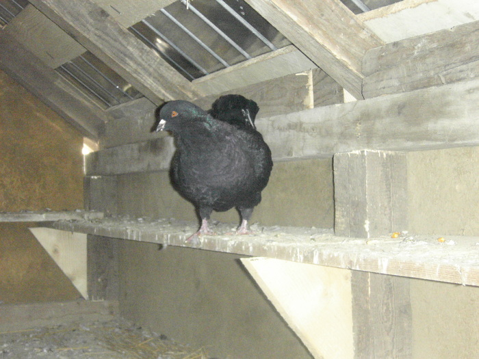 king negru; acest porumbel provine din rasa KING
