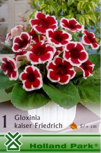 Gloxinia Kaiser Friedrich; pret 9 lei/bulb
