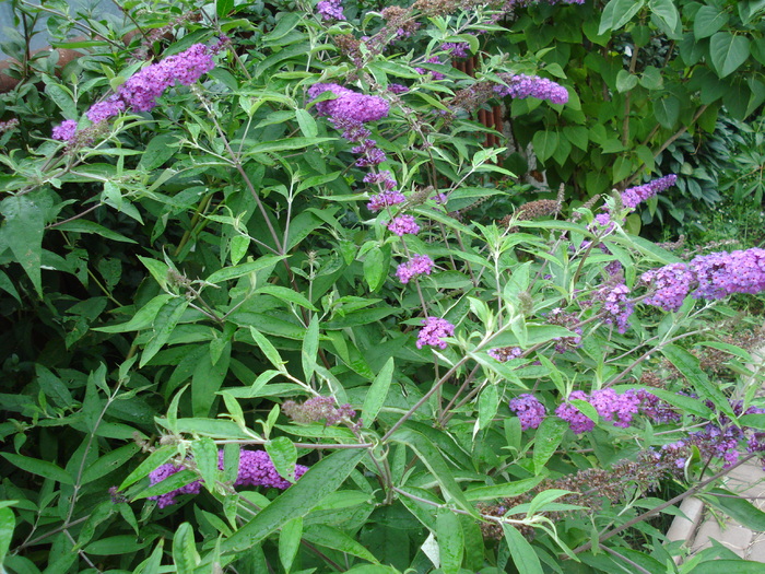 Purple Butterfly Bush (2010, Jul.10)