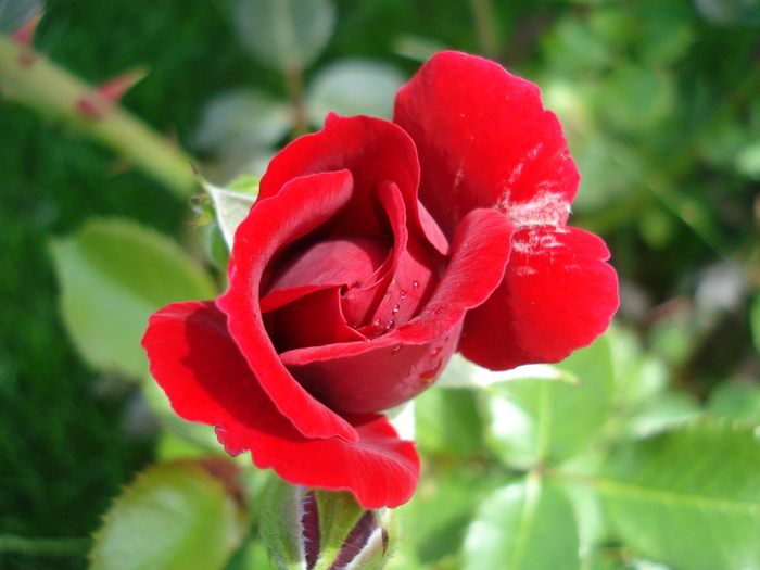 Red Rose (2010, July 11)