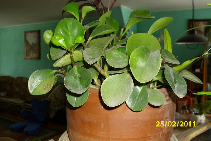 peperomia obtusifolia