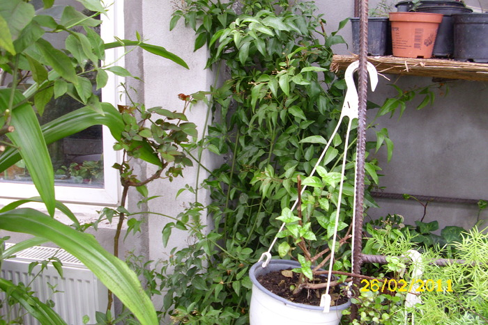 jasminum polianthes