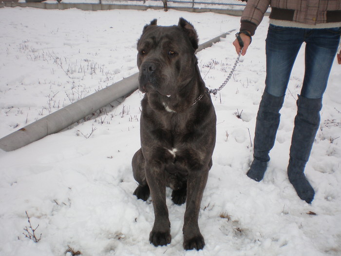 oscar mascul cane corso