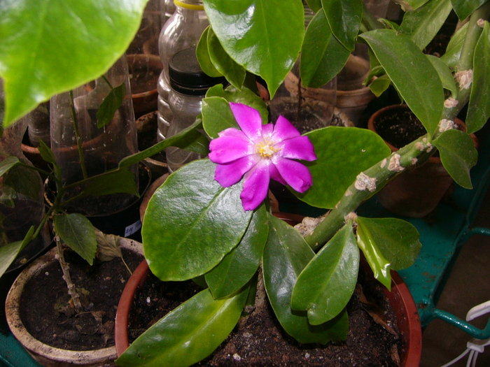 pereskia sacharosa - Cactusi