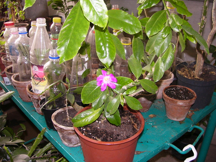 pereskia sacharosa - Cactusi