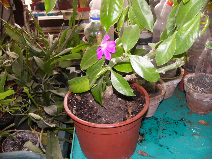 pereskia sacharosa