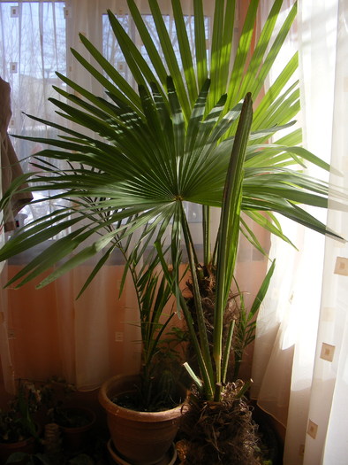 palmieri de 18 ani adusi din Caucaz - Plantele mele