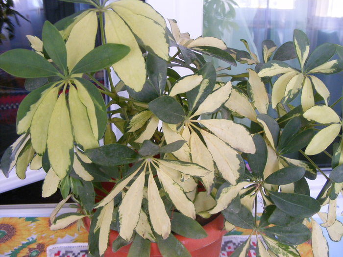 schefflera arboricola green golden - Plantele mele
