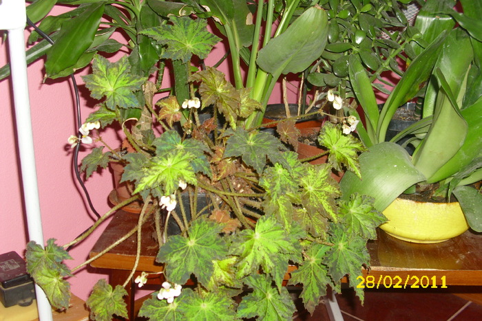 begonia cleopatra - plantele mele