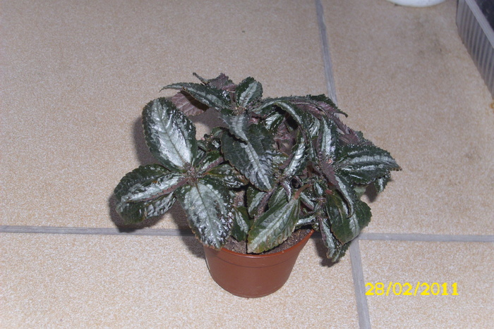 pilea - plantele mele