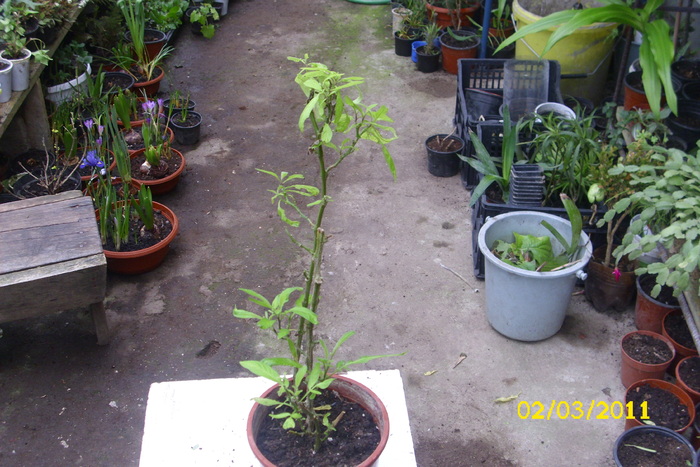 solanum muricatum (pepino) - plantele mele