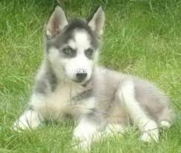 images(38) - Husky