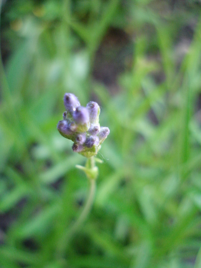 Lavender_Lavanda, 21may2010; Lavandula angustifolia; Lavandula officinalis.
