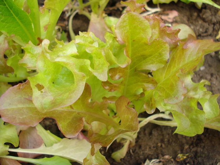 Curly lettuce_Salata, 25may2010; Lactuca sativa.
