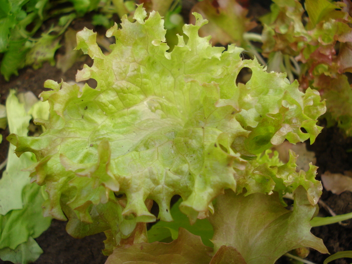 Curly lettuce_Salata, 25may2010; Lactuca sativa.
