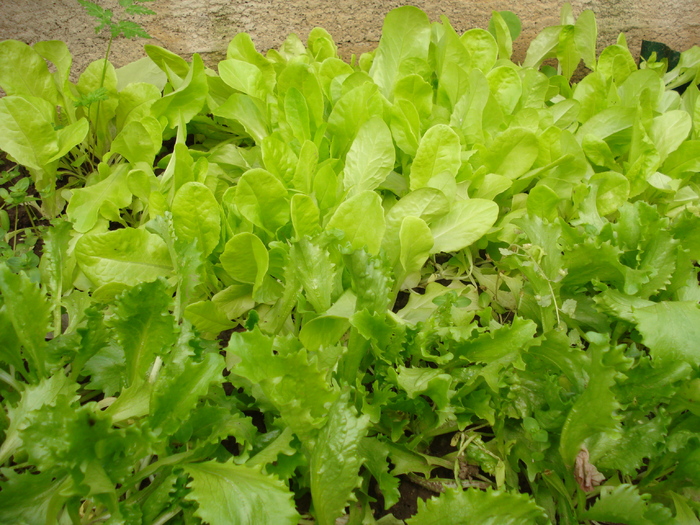 Lettuce_Salata, 25may2010; Lactuca sativa.

