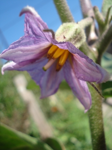 Eggplant flower, 24aug2010; Solanum melongena. Vanata.

