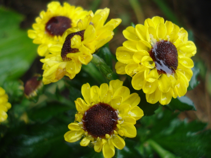 Chrysanthemum Vymini (2010, Oct.16)