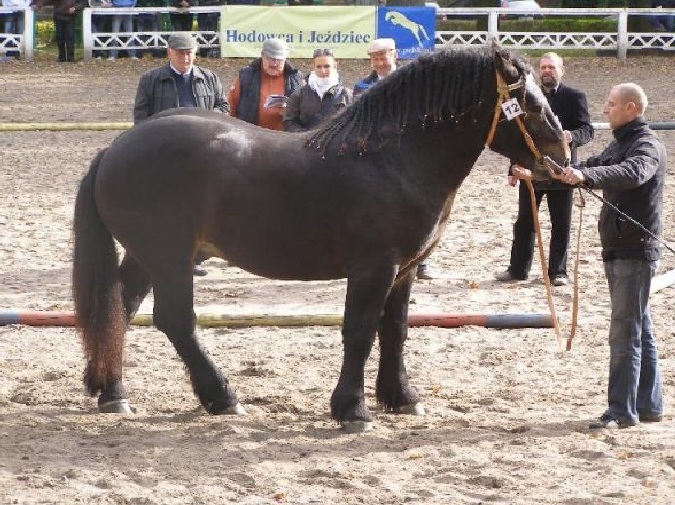 jupiterd[1] - Cai exemplare deosebite