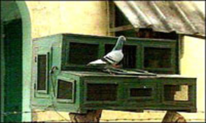 Orissa Police pigeon box