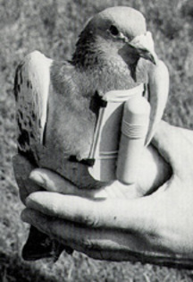 WW2 pigeon with message capsule