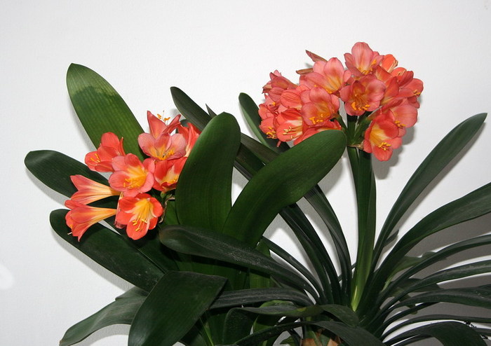 Clivia miniata