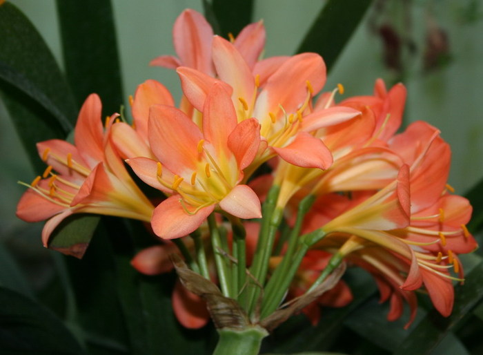 Clivia miniata