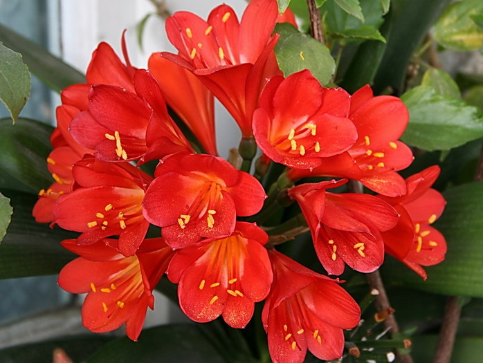 Clivia miniata in plin soare pe balcon