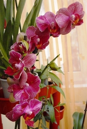 Phalaenopsis Iulia - Orhidee