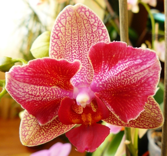 Phalaenopsis Iulia-1 - Orhidee