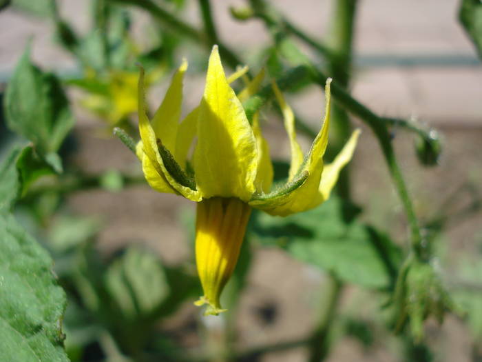 Tomato Cuor di Bue, flower (2009, Jun.16)
