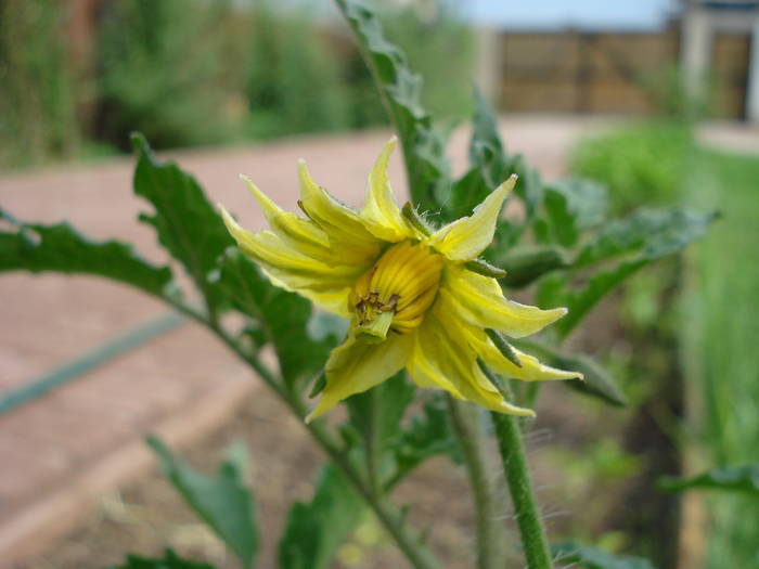 Tomato Cuor di Bue, flower (2009, Jun.17)
