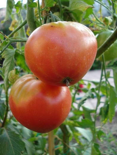 Tomato Cuor di Bue (2009, Aug.04)