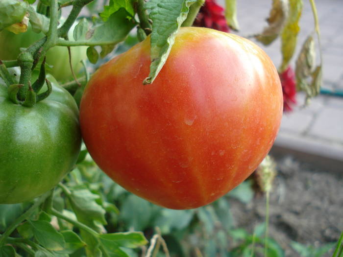 Tomato Cuor di Bue (2009, Aug.04) - Tomato Cuor di Bue_Oxheart
