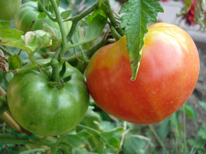 Tomato Cuor di Bue (2009, Aug.04)