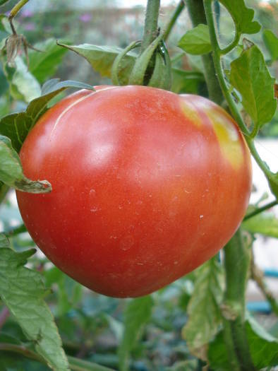 Tomato Cuor di Bue (2009, Aug.11)