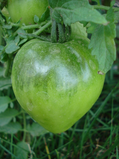 Tomato Cuor di Bue (2009, Aug.28)