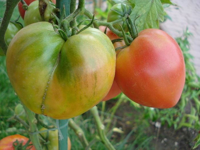Tomato Cuor di Bue (2009, Sep.12)
