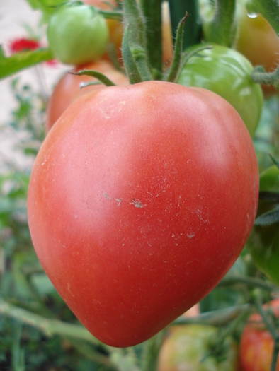 Tomato Cuor di Bue (2009, Sep.12)