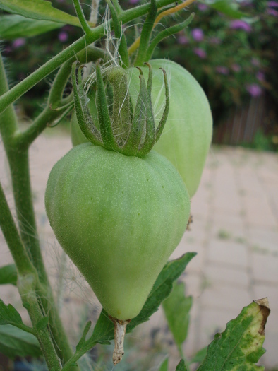 Tomato Cuor di Bue (2010, Aug.08)