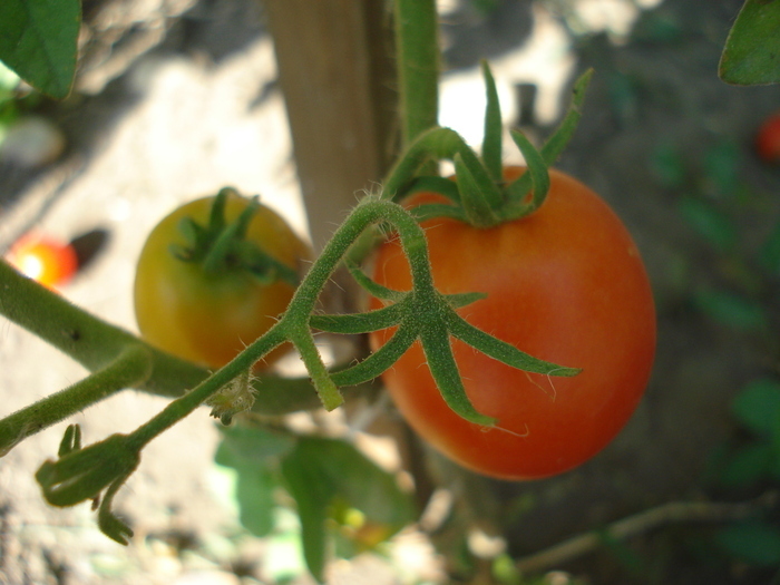 Tomato Kimberly (2010, August 24)